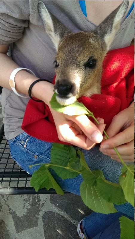 Lia-Hope, lag auf der Wiese ein Bein abgetrennt und das andere schwer verletzt......leider haben wir nach langem Kampf verloren. 