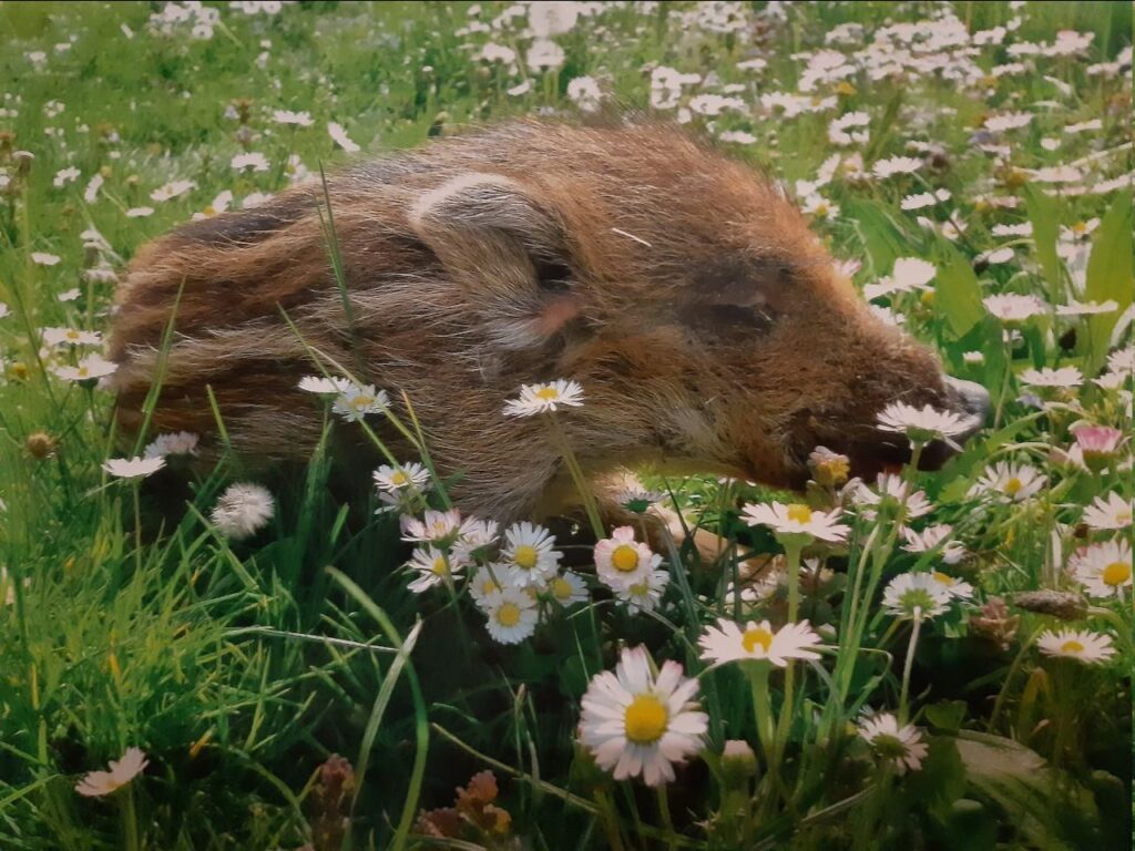 Hallo ich bin Pumba!
Vor 12 Jahren stand ich plötzlich allein im Wald, meine Mama und meine Geschwister waren einfach weg....! Ich irrte allein durch den Wald und mir wurde immer kälter....als ich dann schon ganz schwach und ausgekühlt war, fand mich ein grün gekleideter Mann, der mich auf einen Bauerhof